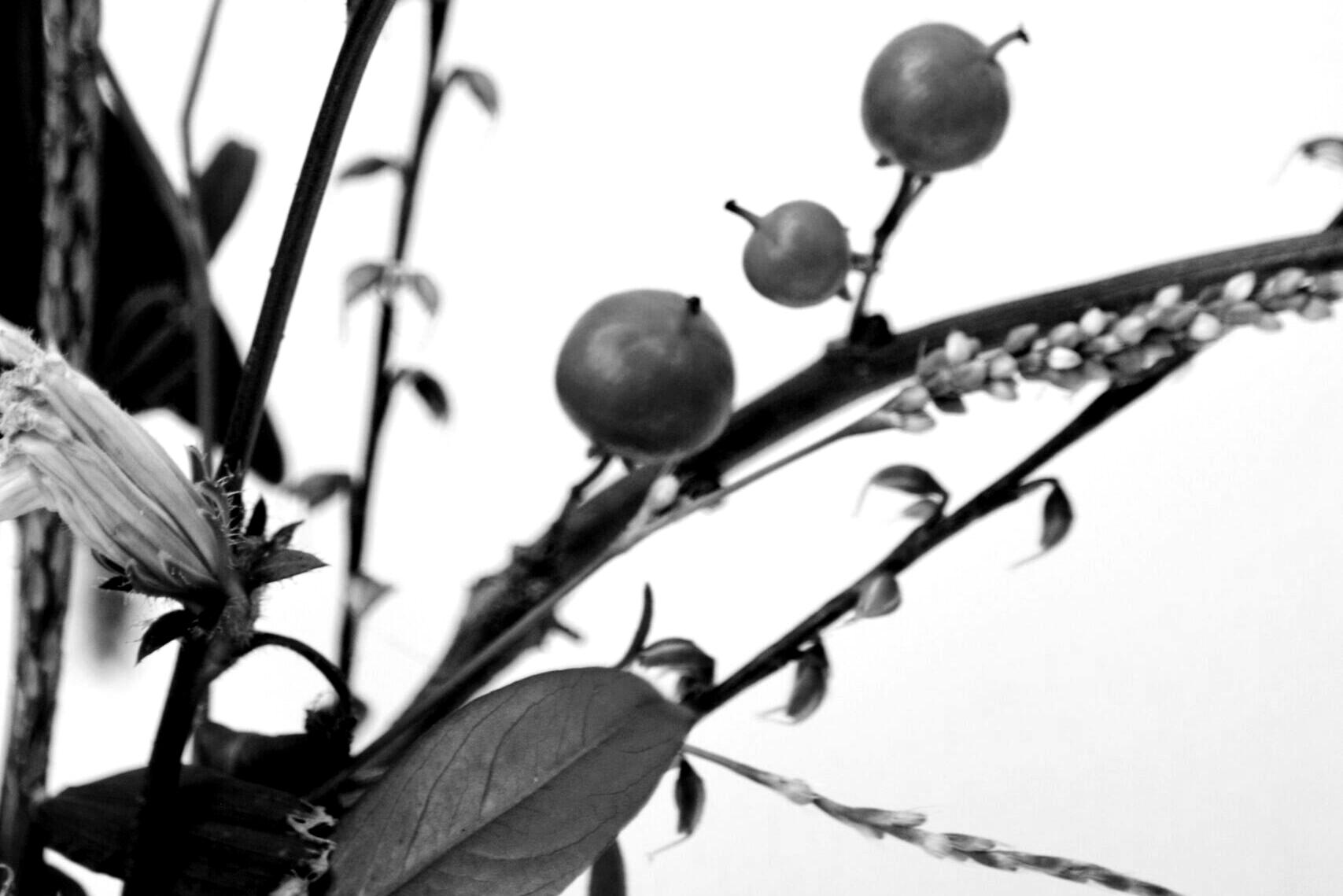 ZENK Rechtsanw lte Partnerschaft MbB BGH Schickt Dem EuGH Botanicals 